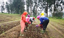 Mentan Optimis Indonesia Bisa Swasembada Bawang Putih