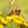 4 Cara Mengundang Lebah ke Taman untuk Membantu Penyerbukan Tanaman