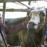 Agar Tidur Nyenyak, Sapi Kurban Milik Jokowi Diberi Karpet Seharga Rp 2 Juta dan Setiap Malam Dijaga