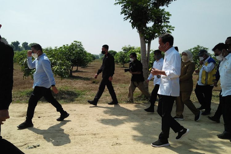 Presiden Joko Widodo (Jokowi) saat berkunjung di food estate mangga di Desa Wotan, Kecamatan Panceng, Gresik, Jawa Timur, Senin (22/8/2022).