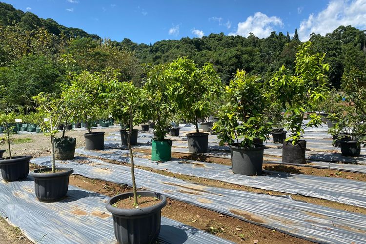 Tanaman buah di kawasan Bogor Fruit Garden di Gunung Menyan, Pamijahan, Bogor, Jawa Barat. 