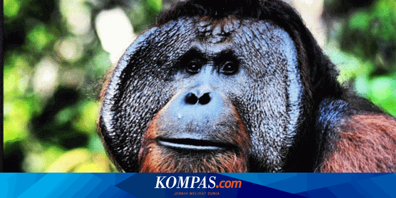 Tanjung Puting Konservasi Orangutan Terbesar Di Dunia Halaman All Kompas Com
