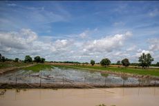 Pemerintah akan Beri Kompensasi Rp 6 Juta kepada Petani Terdampak Banjir