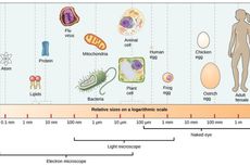 Mengapa Sel Berukuran Sangat Kecil?