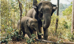 Apa yang Terjadi Saat Gajah Asia Berduka, Studi Ungkap