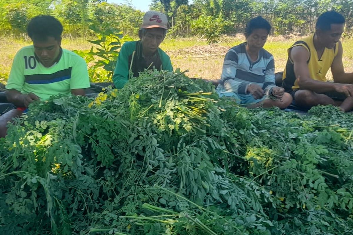 Pengolahan daun kelor di Nusa Tenggara Barat.