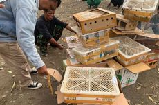 789 Burung Tanpa Dokumen Sitaan dari Banyuwangi Dilepasliarkan di Hutan Bali