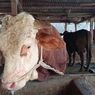 150 Sapi di Kota Malang Suspek PMK, Sejumlah Pemilik Jual Murah Hewan Ternaknya