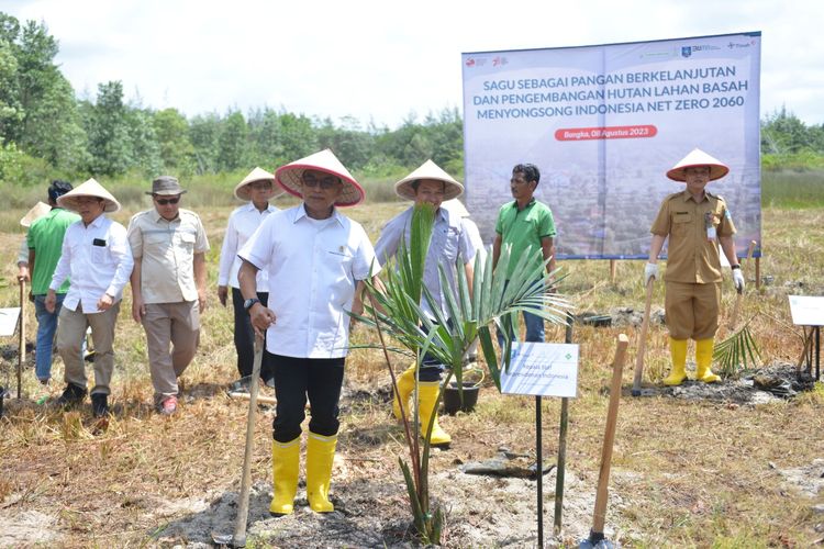 Penanaman pohon sagu di Kampoeng Reklamasi Air Jangkang, Bangka, Selasa (8/8/2023).