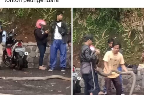 2 Ular King Kobra Jatuh dari Pohon Setelah Hujan, Berukuran 3 Meter dan Jadi Tontonan Warga