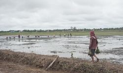 Akademisi Ini Sebut Food Estate Penting untuk Jaga Ketahanan Pangan Nasional