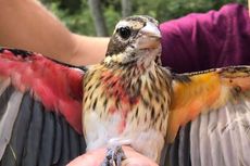 Super Langka, Ahli Biologi Temukan Burung Berkelamin Ganda