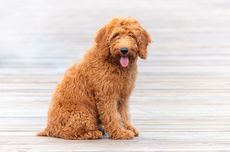 7 Fakta Menarik Anjing Goldendoodle, Campuran Golden dan Pudel