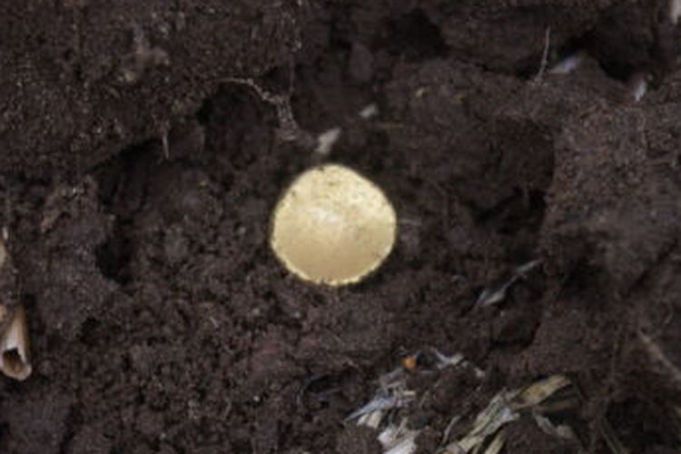 Tumpukan koin emas Celtic berusia 2.000 tahun yang disebut cangkir pelangi, mengacu pada pot emas legendaris berbentung seperti cekungan pelangi, digali di Brandenburg, Jerman.