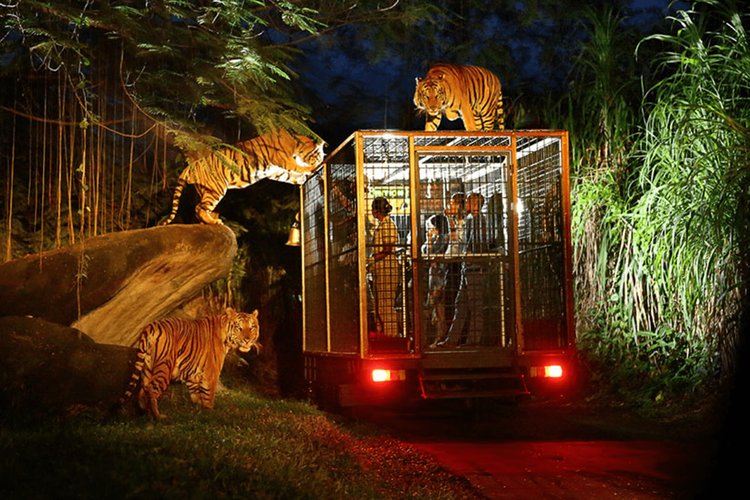 Wahana Night Safari di Taman Safari Bali atau Bali Safari and Marine Park

