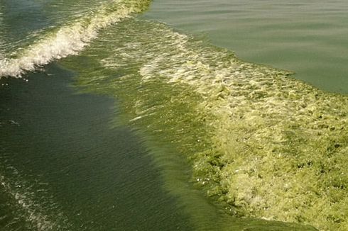 Polutan Air yang Menstimulasi Pertumbuhan Alga