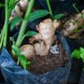 Cara Menanam Jahe di Dalam Rumah hingga Subur dan Bisa Panen