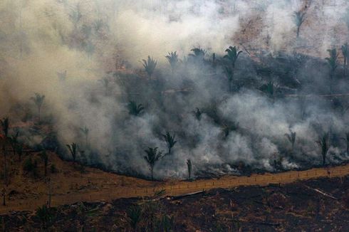 Kebakaran Hutan Amazon, Brasil Larang Pembakaran Lahan selama 60 Hari