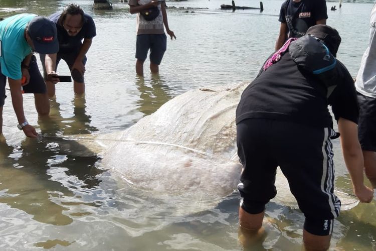 Bangkai seekor ikan mola-mola ditemukan terdampar di Teluk Ambon tepatnya di pantai Desa Poka, Kecamatan Teluk Ambon, Minggu (31/3/2019) 