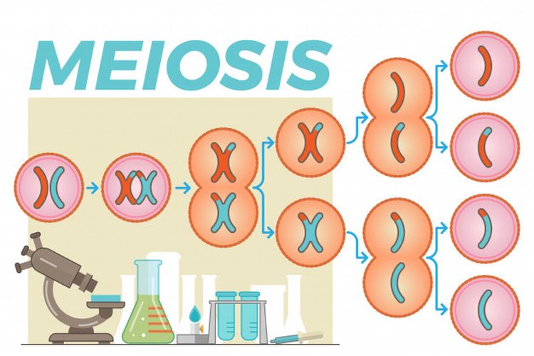 Ilustrasi tahapan pembelahan sel, pembelahan meiosis.