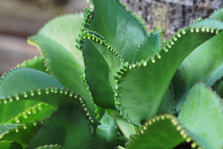 Ilustrasi tanaman cocor bebek, daun cocor bebek.