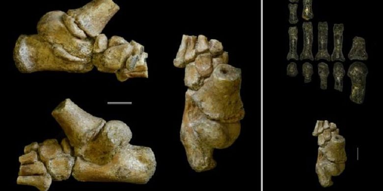 Perbedaan kerangka kaki Australopithecus afarensis dewasa dan anak-anak