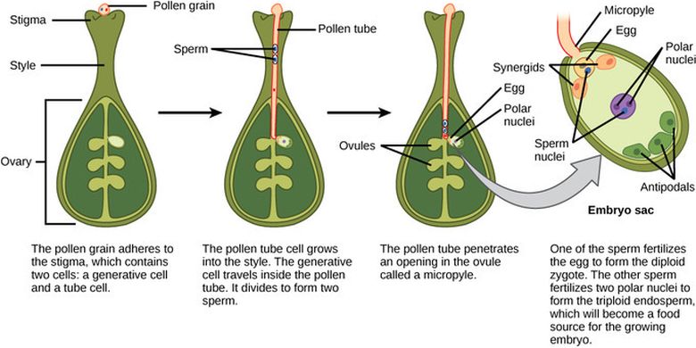 Proses terjadinya penyerbukan ganda pada tumbuhan angiospermae