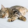 9 Perubahan Perilaku Kucing yang Perlu Diwaspadai