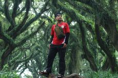 Harga Tiket dan Jam Buka Wisata De Djawatan Forest Banyuwangi 2025