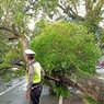 Hujan Reda, Sebuah Pohon Besar di Bandung Tiba-tiba Tumbang 