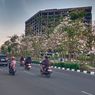 Bunga Tabebuya Bermekaran, Kota Surabaya Kini Mirip Negeri Sakura