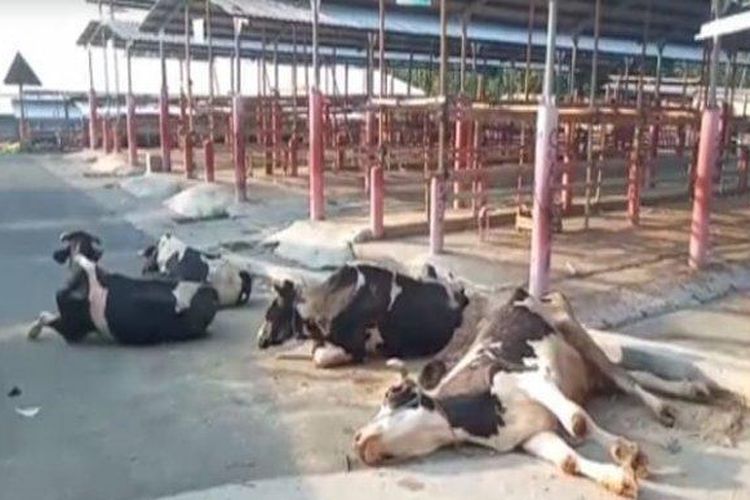 Empat ekor sapi terkapar di dalam pasar hewan, di Desa Jelok, Kecamatan Cepogo, Boyolali, Jawa Tengah