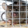 5 Cara Usir Tikus di Rumah dari Pakar Tikus IPB