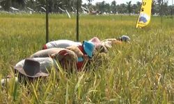 Ini Ketentuan HET dan Kelas Mutu Beras