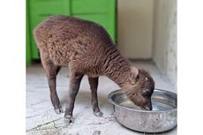 Diduga Kekurangan Air di Hutan, Seekor Anak Anoa Dataran Tinggi Tersesat di Kebun Warga