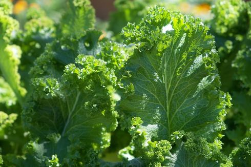 Sering Dibuat Sayur, Ini 5 Manfaat Tanaman Kailan bagi Kesehatan