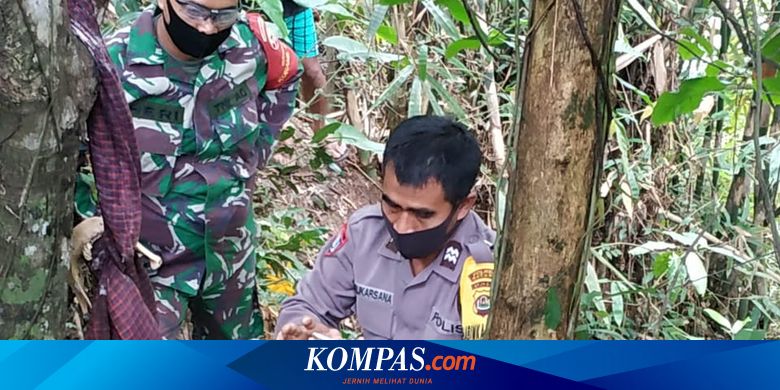 Geger Penemuan Tulang Belulang Manusia di Bawah Pohon Cokelat