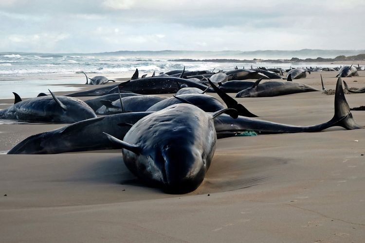 Sebanyak 157 ekor lumba-lumba terdampar di pantai terpencil Tasmania, dekat Sungai Arthur. Foto ini diambil pada Rabu (19/2/2025), ketika otoritas Australia hendak menyunik mati 90 di antaranya. Hewan-hewan ini diduga anggota spesies paus pembunuh palsu.