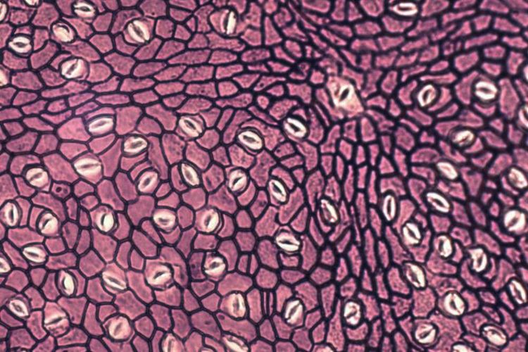 Fosil daun purba terawetkan dengan baik. Peneliti dapat melihat stomata mereka di bawah mikroskop. 
