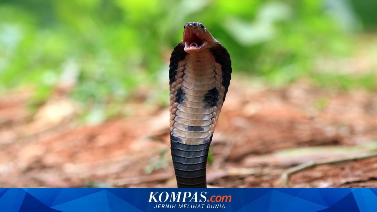 Tiru Adegan TV, Istri Isap Bisa Ular dari Tangan Suami, Malah Ikut Keracunan