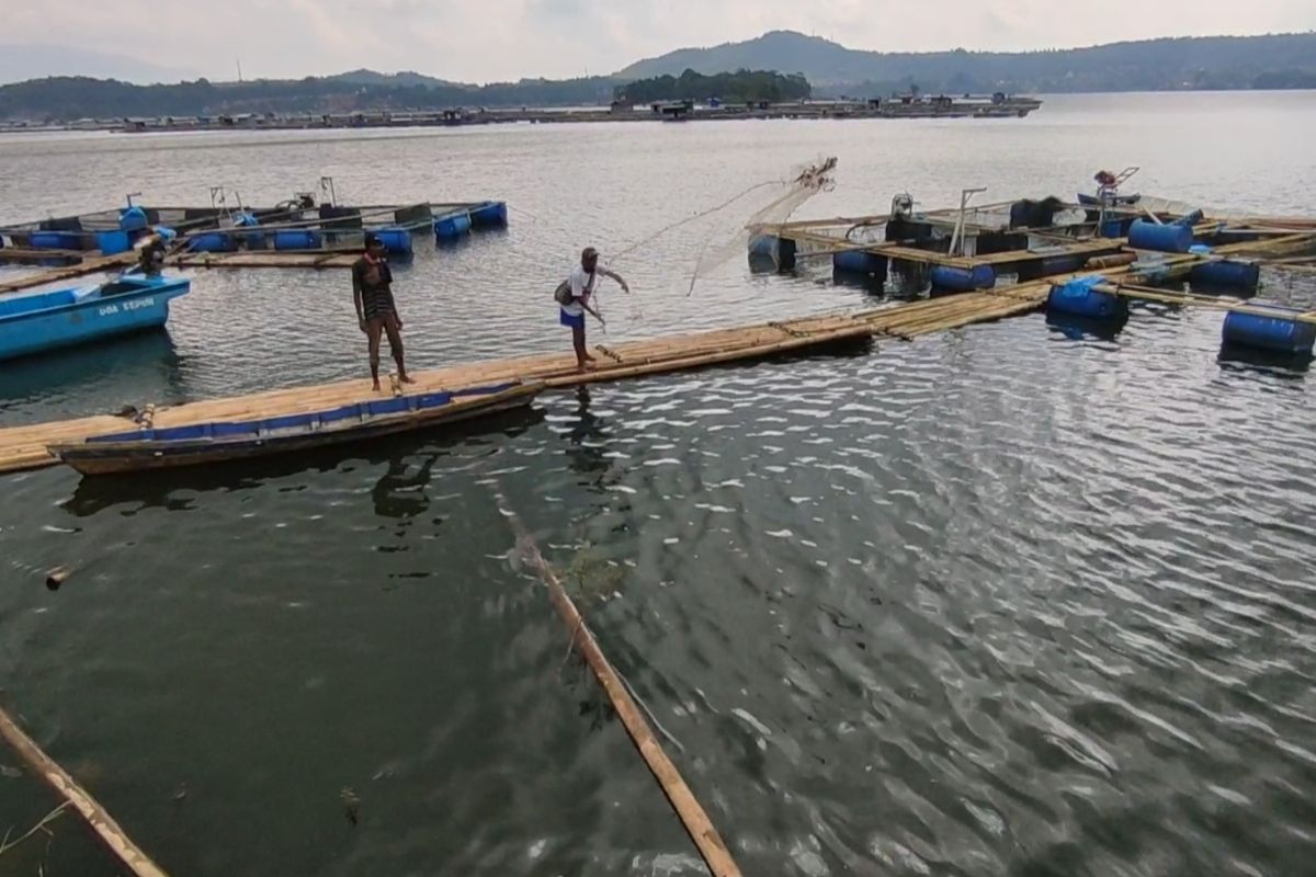 Seorang warga menjaring ikan Mas dan Nila di tepian Kawasan Kolam Jaring Apung (KJA) Waduk Darma, Kecamatan Darma, Kabupaten Kuningan, Jawa Barat, Senin (30/5/2022)