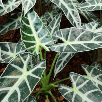 Ilustrasi tanaman hias dari keluarga Alocasia, Alocasia longiloba sedang banyak digandrungi. Selain memiliki corak unik pada daunnya, ternyata tanaman ini juga memiliki manfaat sebagai obat luka.