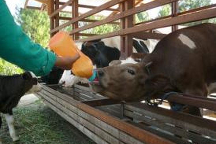 Memberi susu ke ternak sapi di Kuntum Farmfield 