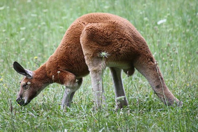 Kanguru merah