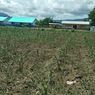 Puluhan Ribu Hektar Lahan Jagung di NTT Diserang Hama, Kerugian Diprediksi Rp 120 M