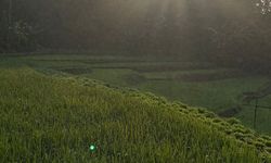 Kementan Targetkan 3 Juta Hektar Lahan Pertanian Ikut Asuransi