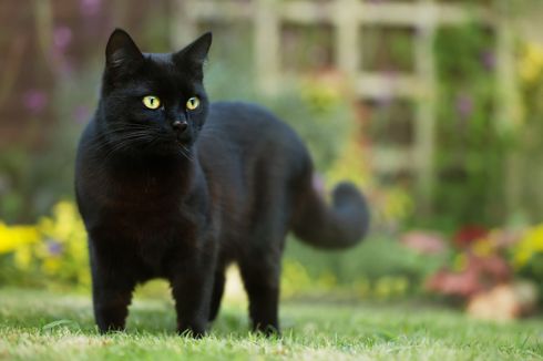 Pembawa Sial Hingga Jelmaan Iblis Ini Alasan Kucing Hitam Tak Disukai Global Liputan6 Com