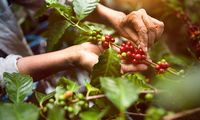 Ketahanan Kopi Dimulai dari Kebunnya