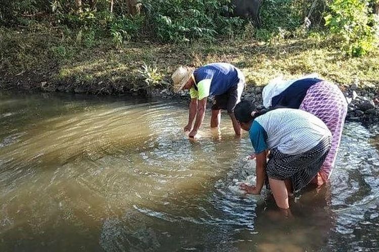 Warga Kampung Golo Karot dan Pandang, Kelurahan Tangge, Kecamatan Lembor, Kabupaten Manggarai Barat, NTT, mengambil air di kali. Terkadang, mereka harus berebut dengan hewan ternak kerbau dan sapi untuk mendapatkan air bersih.