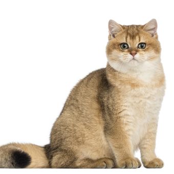 Ilustrasi ras kucing British Shorthair.